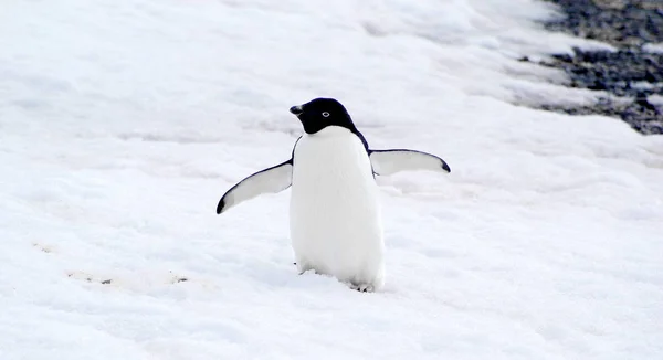 Kar üzerinde vahşi penguen — Stok fotoğraf