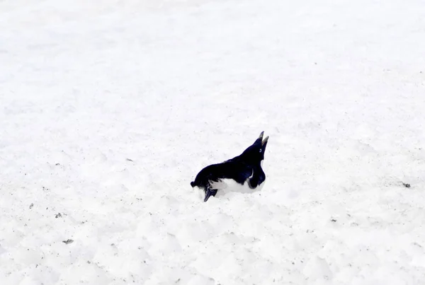 Дикий пингвин на снегу — стоковое фото