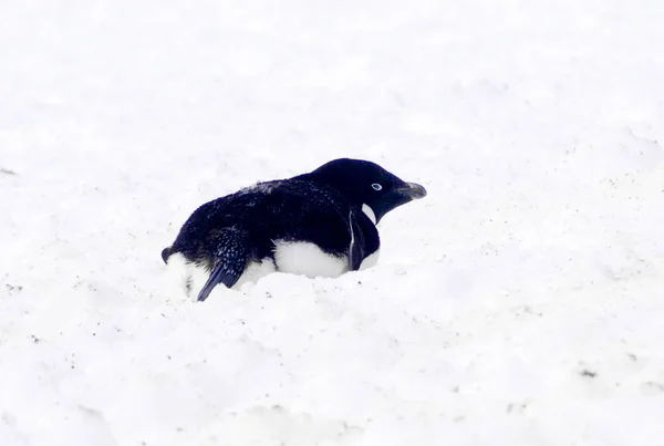 Wilder Pinguin auf Schnee — Stockfoto