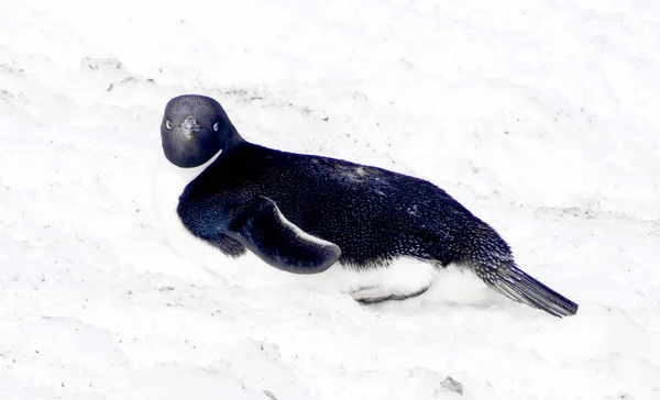 Pinguim selvagem na neve — Fotografia de Stock