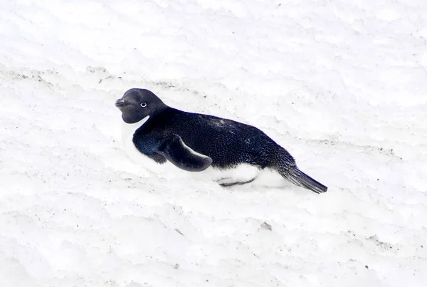 Pinguim selvagem na neve — Fotografia de Stock