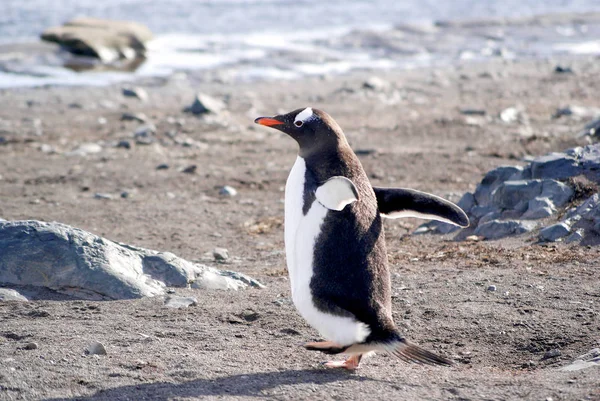 Pingouins sauvages se reposant au bord de la mer — Photo