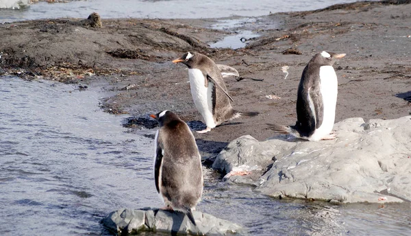 Vilda pingviner vila av havet kusten — Stockfoto