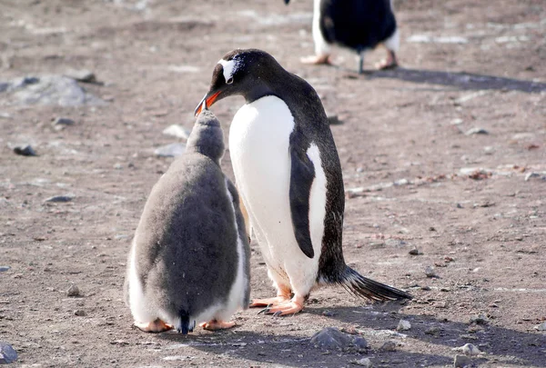 Pinguins selvagens descansando na costa do mar — Fotografia de Stock