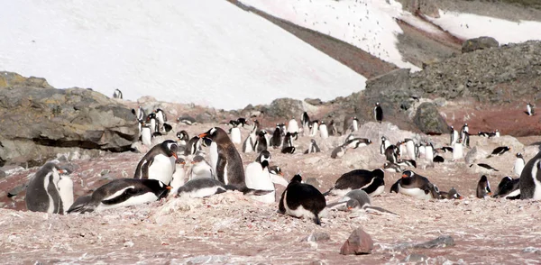 ペンギンは海の海岸で休憩 — ストック写真