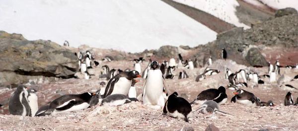 Pinguini selvatici che riposano sulla costa del mare — Foto Stock
