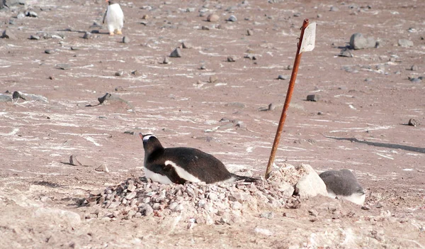 Wild pinguïns rust door de zeekust — Stockfoto