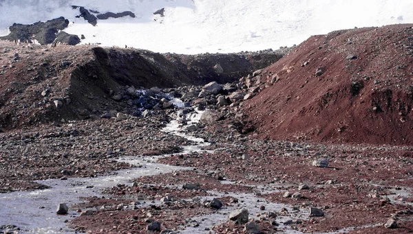 Wilde Pinguine ruhen sich an der Küste aus — Stockfoto