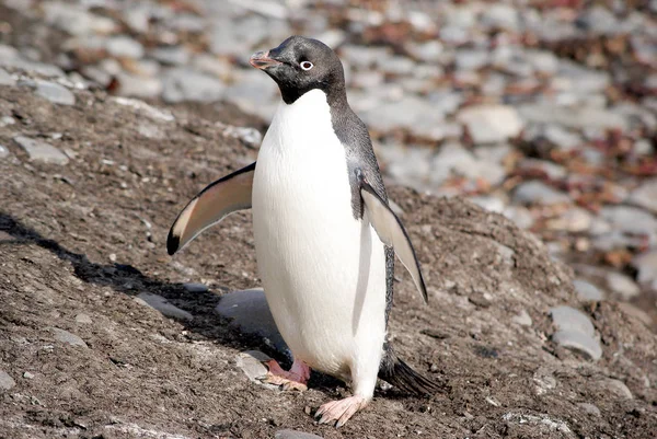 Wild pinguïns rust door de zeekust — Stockfoto