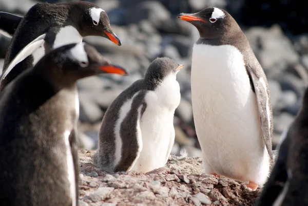 Pinguins selvagens descansando na costa do mar — Fotografia de Stock