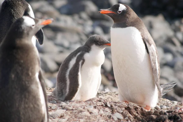 Дикі пінгвіни, що відпочивають на узбережжі моря — стокове фото