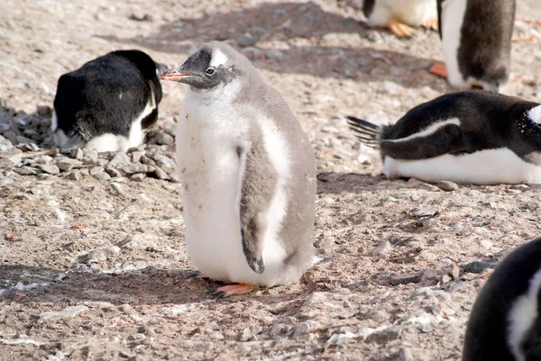 Divoké tučňáci odpočívá na mořském pobřeží — Stock fotografie