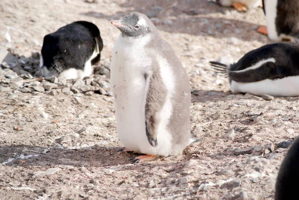 Pinguins selvagens descansando na costa do mar — Fotografia de Stock