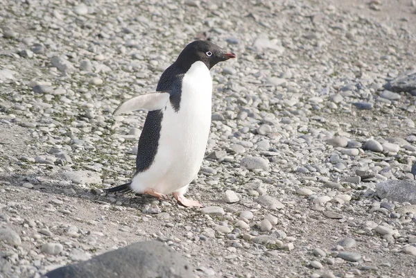 Pinguins selvagens descansando na costa do mar — Fotografia de Stock