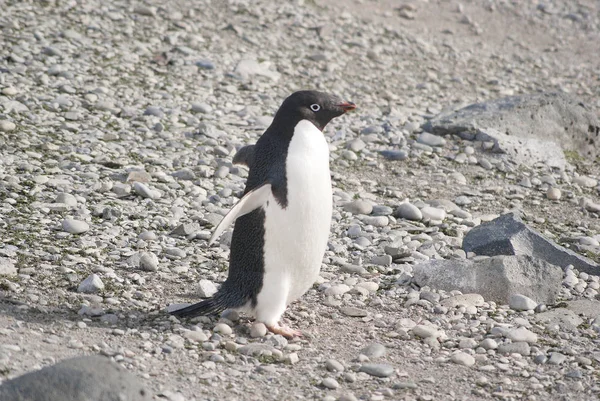 Pinguins selvagens descansando na costa do mar — Fotografia de Stock