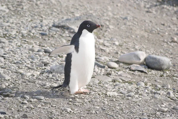 Divoké tučňáci odpočívá na mořském pobřeží — Stock fotografie