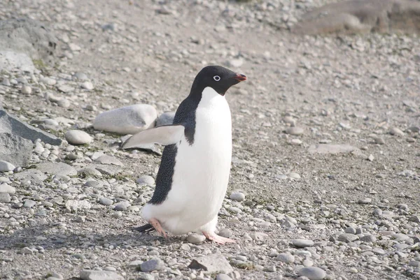 Pinguins selvagens descansando na costa do mar — Fotografia de Stock