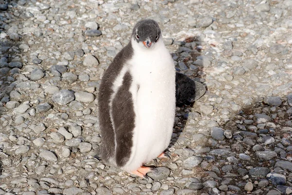 Deniz kıyısında dinlenme çılgın penguenler — Stok fotoğraf