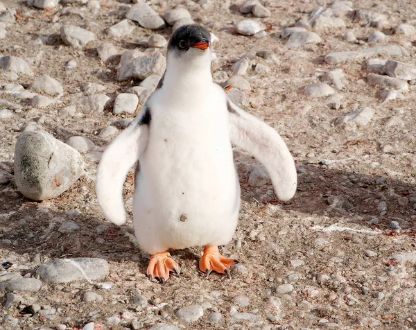 Deniz kıyısında dinlenme çılgın penguenler — Stok fotoğraf