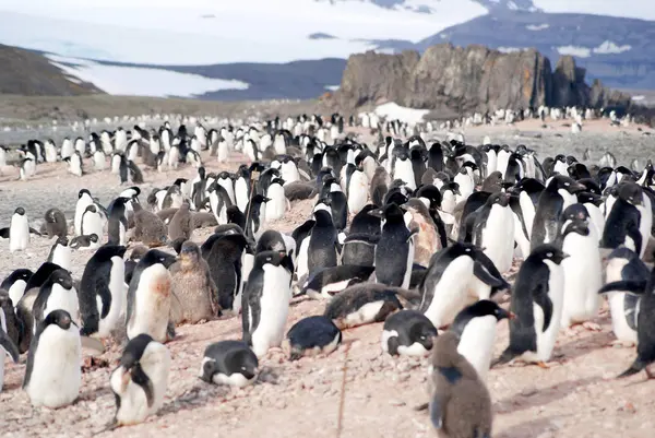 ペンギンは海の海岸で休憩 — ストック写真