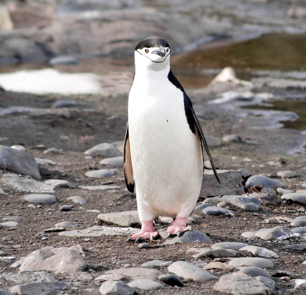 Deniz kıyısında dinlenme çılgın penguenler — Stok fotoğraf