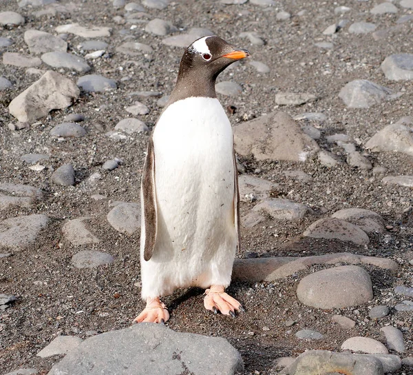 Deniz kıyısında dinlenme çılgın penguenler — Stok fotoğraf