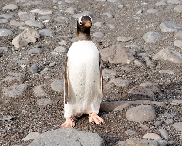 Pinguins selvagens descansando na costa do mar — Fotografia de Stock