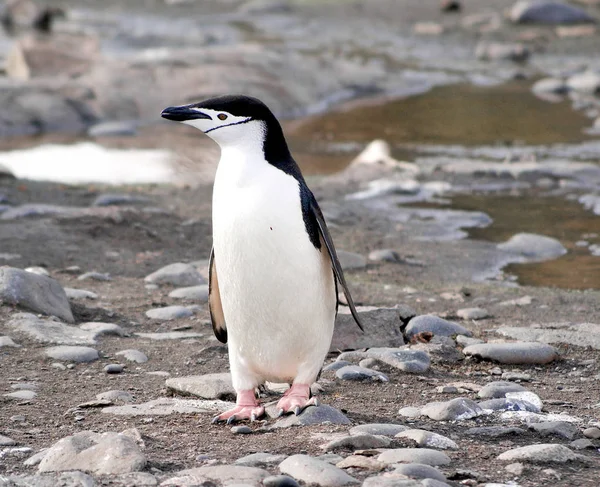 Pinguins selvagens descansando na costa do mar — Fotografia de Stock