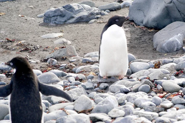 Pinguins selvagens descansando na costa do mar — Fotografia de Stock