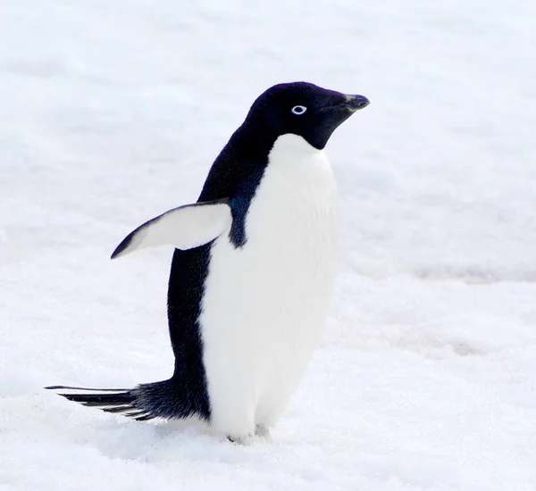 Дикий пингвин на снегу Лицензионные Стоковые Изображения