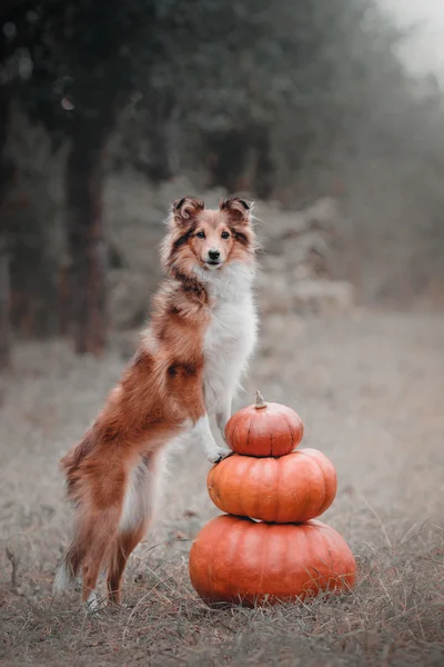 Шелти Дог с тыквой осенью. Хеллоуинские собаки — стоковое фото