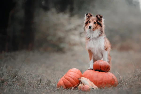 Bir kabak Güz sığınak köpek. Helloween köpekler