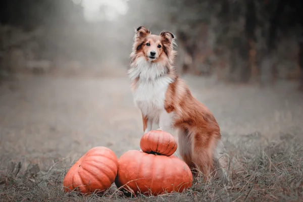 Sheltie cão com uma abóbora no outono. Cães Helloween — Fotografia de Stock