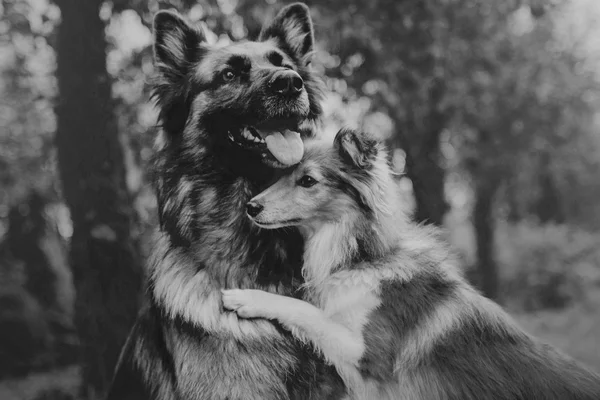 Tedesco cane pastore e Sheltie cane abbraccio . — Foto Stock