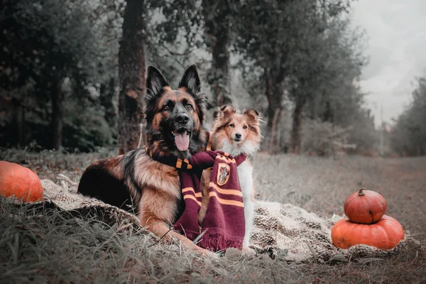German shepherd dog and Sheltie dog — Stock Photo, Image
