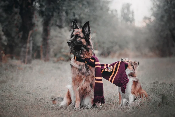 German shepherd dog and Sheltie dog — Stock Photo, Image