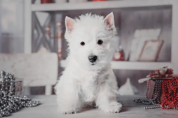 Szczeniak west highland white terrier — Zdjęcie stockowe