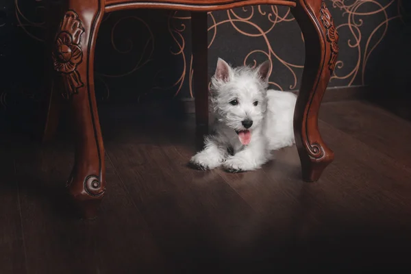 Puppy West Highland White Terrier — Stock Photo, Image