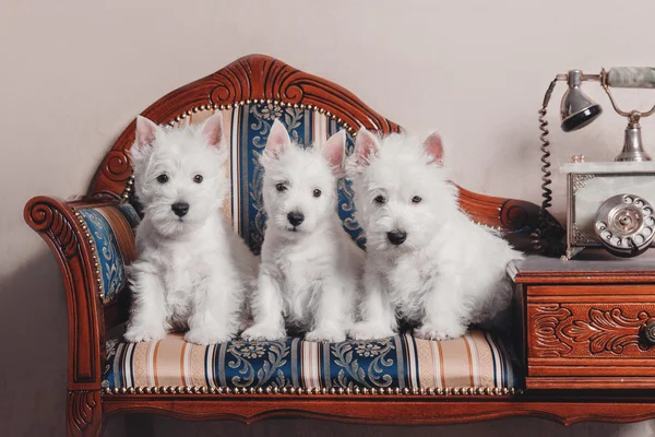 Τρεις κουτάβι φυλής δυτικά Highland λευκού σκύλου κάθεται — Φωτογραφία Αρχείου