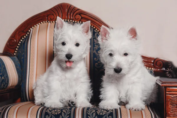 Two puppy West Highland White Terrier sitting together — Stock Photo, Image