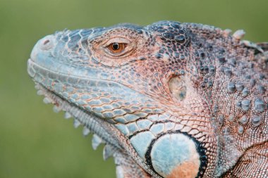 Yeşil iguana veya Amerikan Iguana