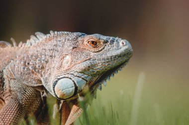 Yeşil iguana veya Amerikan Iguana