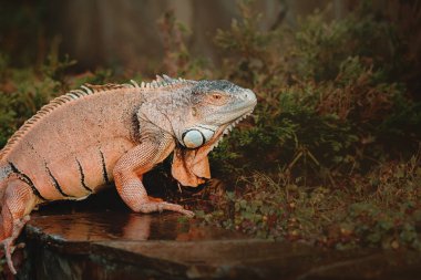 Yeşil iguana veya Amerikan Iguana