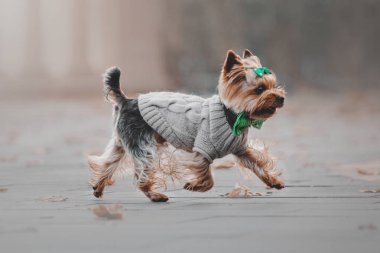 Yorkshire Terrier sonbahar arka planda bir kazak giyiyor