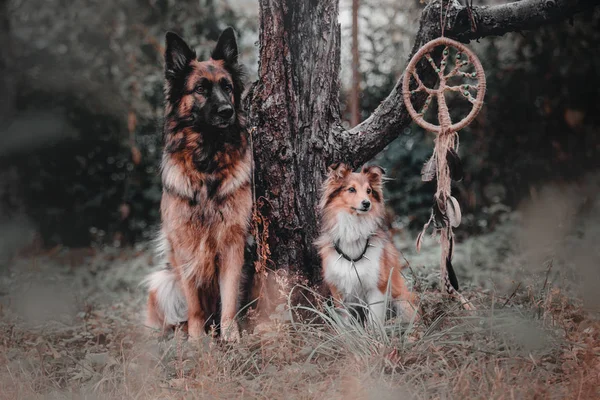 Perro pastor alemán y perro Sheltie con una calabaza en otoño. Helloween perros — Foto de Stock