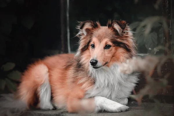 Red Sheltie cão lá fora — Fotografia de Stock