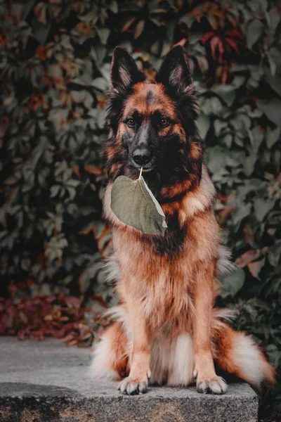Owczarek niemiecki pies zewnątrz — Zdjęcie stockowe