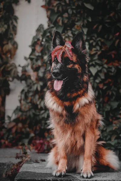 Chien de berger allemand au parc d'automne — Photo