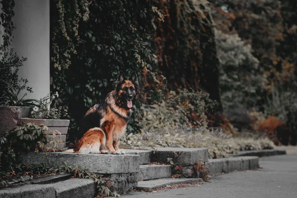 Berger allemand chien de plein air — Photo