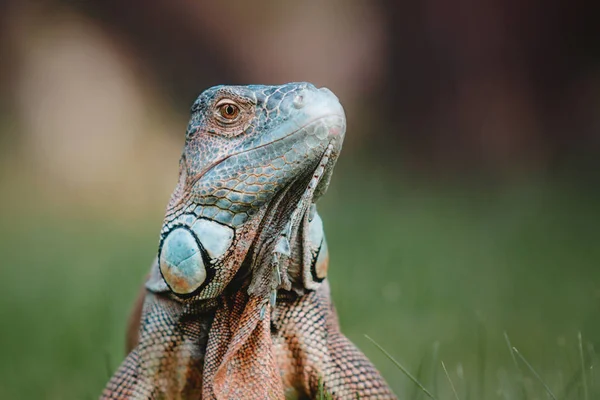 Yeşil iguana veya Amerikan Iguana